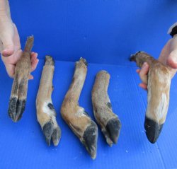 5 piece lot of Authentic Medium Whitetail Deer legs 10-1/4 to 15 inches, cured in formaldehyde - buy now for $35
