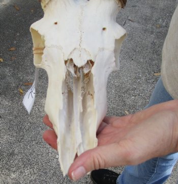 Buy this C-Grade African Impala skull 3 & 21 inch horns for $40