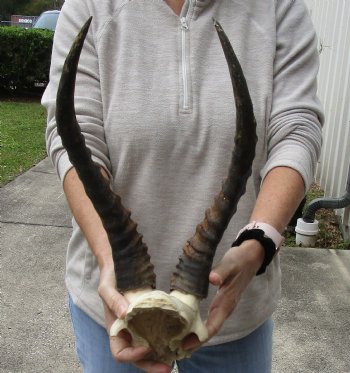 Buy this B-Grade Blesbok Skull Plate with 15 inch horns for $25