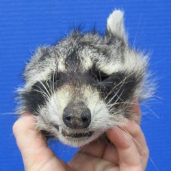 Real Raccoon Head, ...