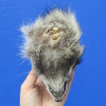 Real Raccoon Head, Preserved with Formaldehyde - $40