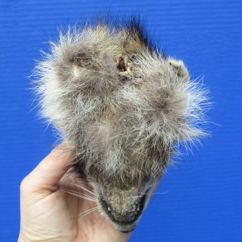 Real Raccoon Head, Preserved with Formaldehyde - $40