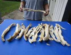 15 piece lot of Florida alligator jaw bones - 13 to 18 inches - $30