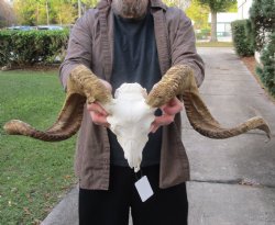 This is an Extra-Large B-Grade African Merino Ram/Sheep Skull with 28 and 32 inch Horns - available for sale for $140
