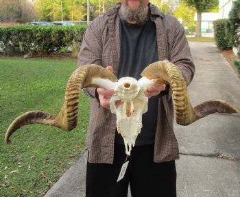 This is an Extra-Large B-Grade African Merino Ram/Sheep Skull with 28 and 32 inch Horns - available for sale for $140
