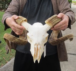B-Grade 10 inch African Merino Ram/Sheep Skull with 28 & 30 inch Horns For sale - $130