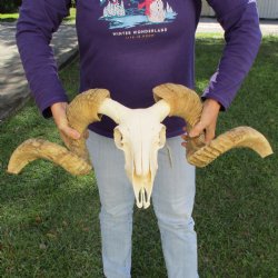 11" B-Grade African Merino Ram/Sheep Skull with 30" & 31" Horns - $140 