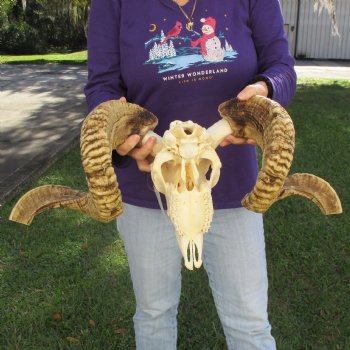 11" B-Grade African Merino Ram/Sheep Skull with 30" & 31" Horns - $140 