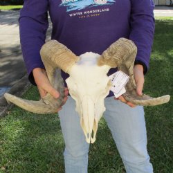 11" B-Grade African Merino Ram/Sheep Skull with 25" & 31" Horns - $150 