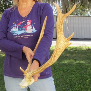 Extra Large B-Grade Fallow Deer Skull Plate with 17" & 21" Antlers - $39