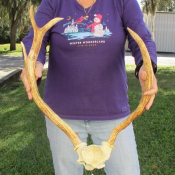 Extra Large B-Grade Fallow Deer Skull Plate with 17" & 21" Antlers - $39