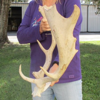 Extra Large B-Grade Fallow Deer Skull Plate with 20" & 21" Antlers - $50