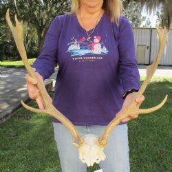 Extra Large Fallow Deer Skull Plate with 21" & 23" Antlers - $70