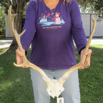 Extra Large B-Grade Fallow Deer Skull Plate with 18" & 22" Antlers - $50
