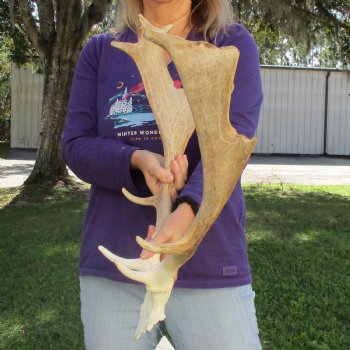 Extra Large B-Grade Fallow Deer Skull Plate with 18" & 22" Antlers - $50