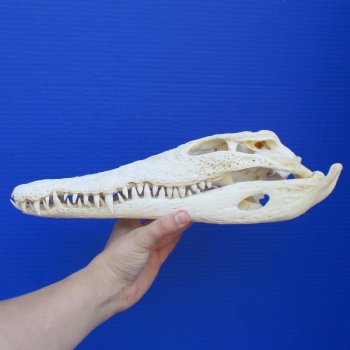 13" A-Grade Nile Crocodile Skull (Cites #084969) - $190