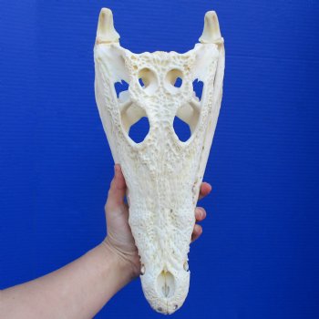 13-1/2" A-Grade Nile Crocodile Skull (Cites #084969) - $190