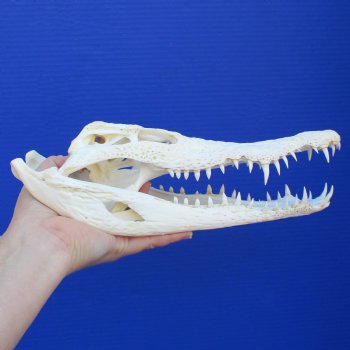 11-1/2" A-Grade Nile Crocodile Skull (Cites #084969) - $125