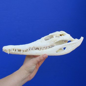 11-1/2" A-Grade Nile Crocodile Skull (Cites #084969) - $125