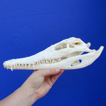 11-1/4" A-Grade Nile Crocodile Skull (Cites #084969) - $125