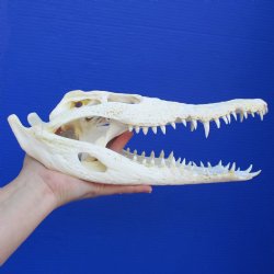 12-3/4" A-Grade Nile Crocodile Skull (Cites #084969) - $155