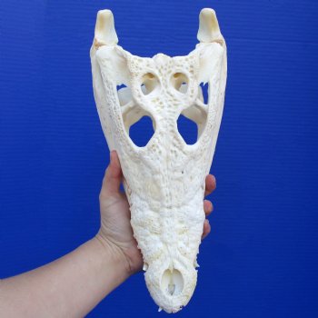 12-3/4" A-Grade Nile Crocodile Skull (Cites #084969) - $155