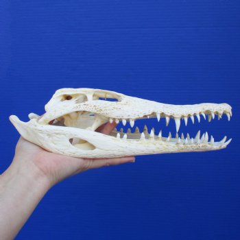 11-3/4" B-Grade Nile Crocodile Skull (Cites #084969) - $90