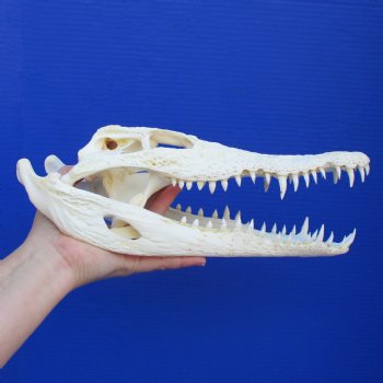 12-1/4" A-Grade Nile Crocodile Skull (Cites #084969) - $115
