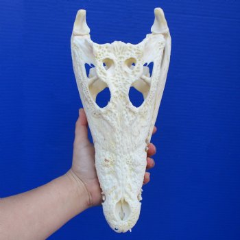 12-1/4" A-Grade Nile Crocodile Skull (Cites #084969) - $115