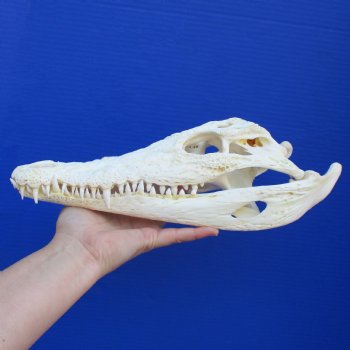 12-1/4" A-Grade Nile Crocodile Skull (Cites #084969) - $115