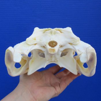 12-1/4" A-Grade Nile Crocodile Skull (Cites #084969) - $115
