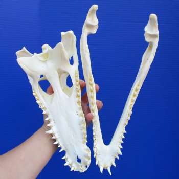12-1/4" A-Grade Nile Crocodile Skull (Cites #084969) - $115