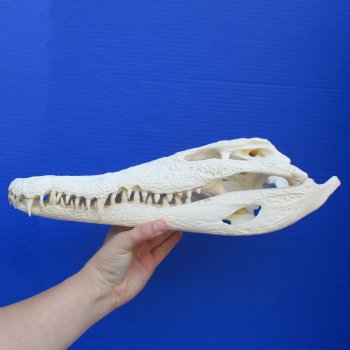 14-1/4" B-Grade Nile Crocodile Skull (Cites #084969) - $180