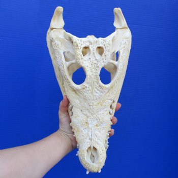 14-1/4" B-Grade Nile Crocodile Skull (Cites #084969) - $180