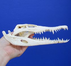 10-1/2" B-Grade Nile Crocodile Skull (Cites #084969) - $80