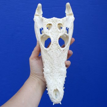 10-1/2" B-Grade Nile Crocodile Skull (Cites #084969) - $80