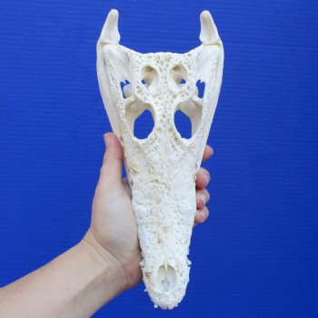 10" B-Grade Nile Crocodile Skull (Cites #084969) - $80