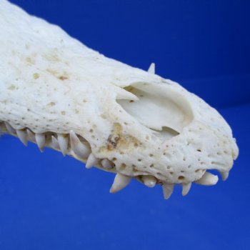 10" B-Grade Nile Crocodile Skull (Cites #084969) - $80