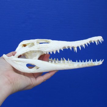 8-3/4" A-Grade Nile Crocodile Skull (Cites #084969) - $100