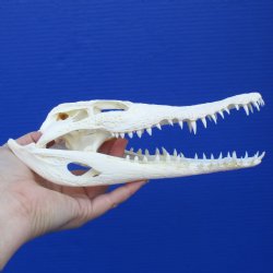 8-3/4" A-Grade Nile Crocodile Skull (Cites #084969) - $100