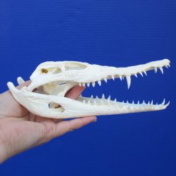 8-1/2" A-Grade Nile Crocodile Skull (Cites #084969) - $100