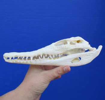 8-1/2" A-Grade Nile Crocodile Skull (Cites #084969) - $80