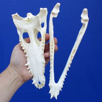 8-1/2" A-Grade Nile Crocodile Skull (Cites #084969) - $80