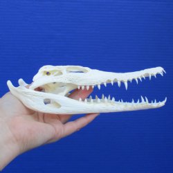 8-1/2" B-Grade Nile Crocodile Skull (Cites #084969) - $80