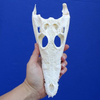 8-1/2" B-Grade Nile Crocodile Skull (Cites #084969) - $80