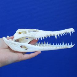 8-1/2" A-Grade Nile Crocodile Skull (Cites #084969) - $100
