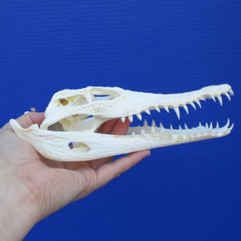 8" A-Grade Nile Crocodile Skull (Cites #084969) - $100