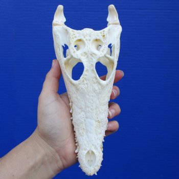 8" A-Grade Nile Crocodile Skull (Cites #084969) - $100