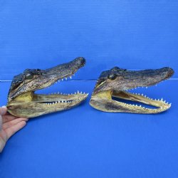 7" Alligator H...