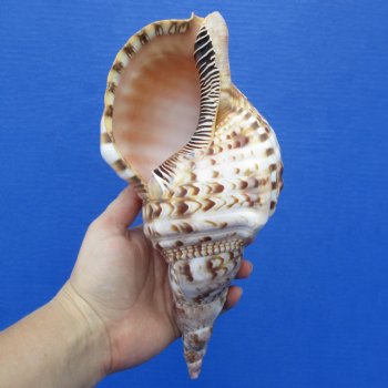 9" Caribbean/Atlantic Triton Seashell - $29